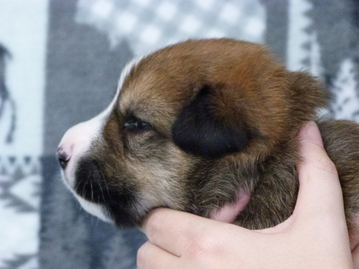 chinook puppy